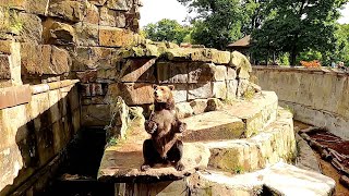 Калининградский Зоопарк Медведи