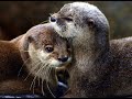 Otters in Love (Holding Hands in a Stream) - The Song