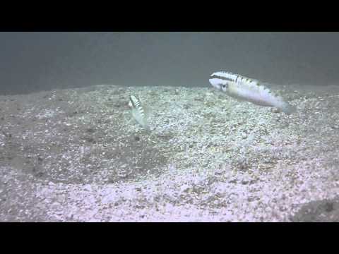 Header of Amblygobius stethophthalmus