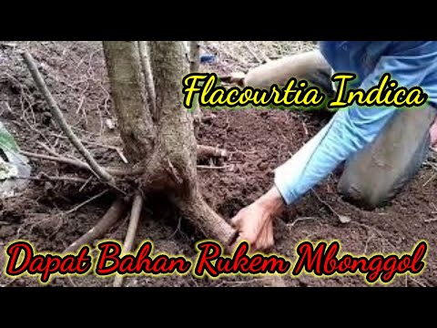 Dongkel bahan bonsai rukem