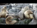 Ushuaia'da deniz aslanları