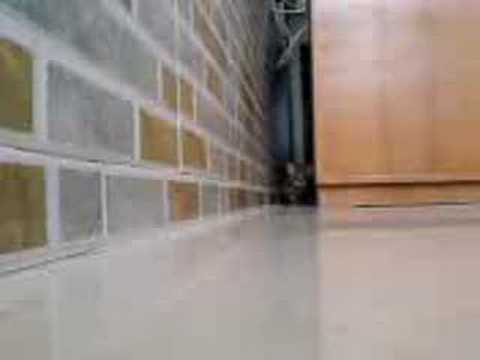 cats and kittens meowing. Asian leopard cat kitten