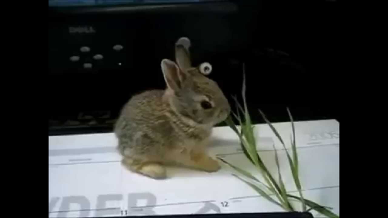 sound a makes the sound a rabbit makes sound a makes the sound a rabbit makes