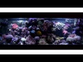 Ganzel's Reef Tank - November 2010 - saltwater marine aquarium HD - 130 g. - 70 g. sump