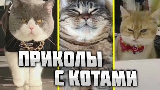 ПРИКОЛЫ 2019 КОТЫ - Funny cats