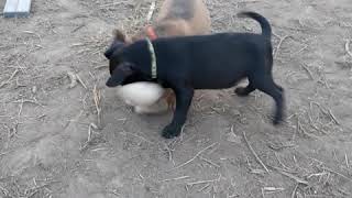 Patterdale Terrier Puppies