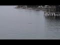 Gypsy Soul Productions video of the gray whale off Beach Drive