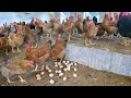 How to rase Chicken for egg. Poultry Farming Technology!