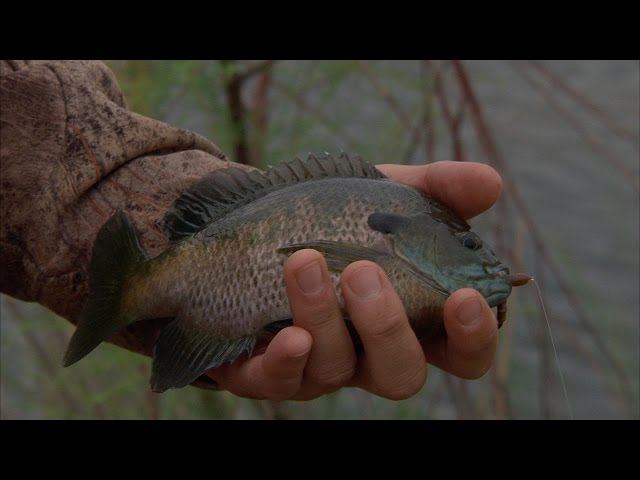 Watch Trophy Bluegill fishing on Doc Hollis Lake in SW Oklahoma (Sandy Sanders WMA) on YouTube.