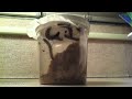 Time Lapse - The Life Cycle of the Painted Lady Butterfly