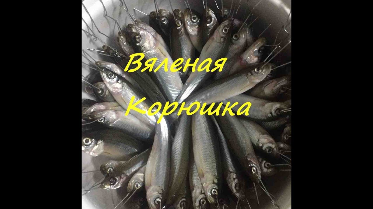 Засолка корюшки в домашних условиях Засолка корюшки в домашних условиях