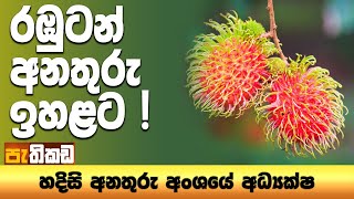 Pethikada 2025.07.28