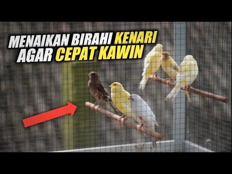 TIPS TERNAK KENARI | 4 Cara Menaikan Birahi Kenari Betina dan Jantan