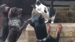 Kutsama