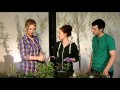 Growing Herbs - How to Plant Herbs in a Window Box