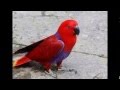 Burung Nuri Bicara Lucu