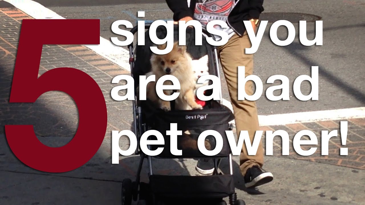 Slow Down Signs >> 5 SIGNS YOU ARE A BAD PET OWNER!!! - YouTube Slow Down Signs >> 5 SIGNS YOU ARE A BAD PET OWNER!!! - YouTube