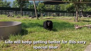 Blind moon bear Mai is recovering from over a decade of cruelty