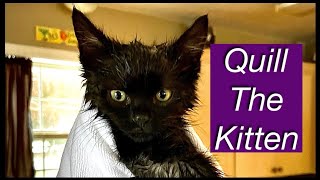 Quill The Kitten/Cat Playing ~ Compilation #2 ๐ป Get Ready To Giggle