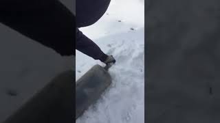 Jagdterrier