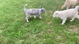 Meet Our Huskydoodle puppies