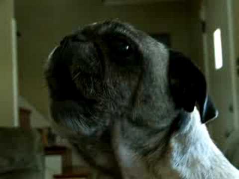 odie the pug odie talking pug odie the pug odie talking pug