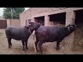 buffalo mating