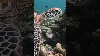 Sea Turtles At Amilla Maldives