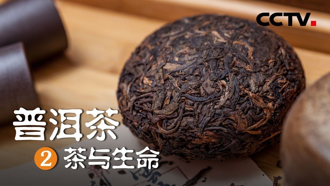 普洱茶的基礎認識