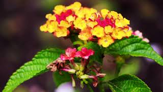 Instrumental to Garden Setting by Dana Halle