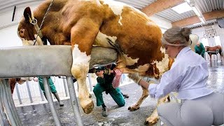 Amazing Smart Cow Farming Technology,  Incredible Baby Calf Born Method, Modern 