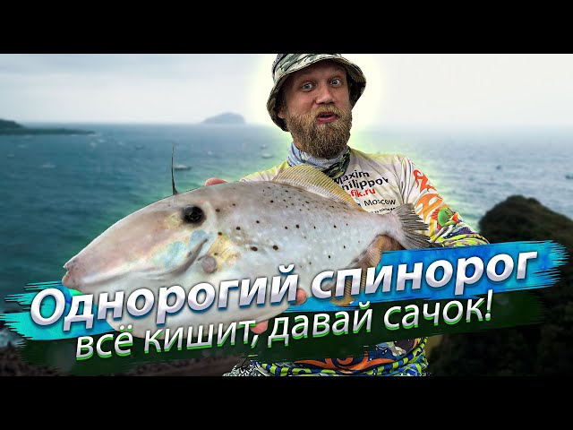 Море просто КИШИТ ОТ РЫБЫ! Однорогий спинорог или Алутера. Рыбылка в море с лодки.