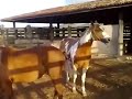 Stallion Horse Donkey Mating Mares Animal Breed images Stallion Horse Donkey Mating Mares Animal Breed