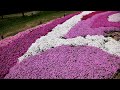 国営昭和記念公園の芝桜