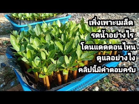เทคนิคดูแลเมล็ดชวนชม (How to care adenium seeds.Eng-sub)