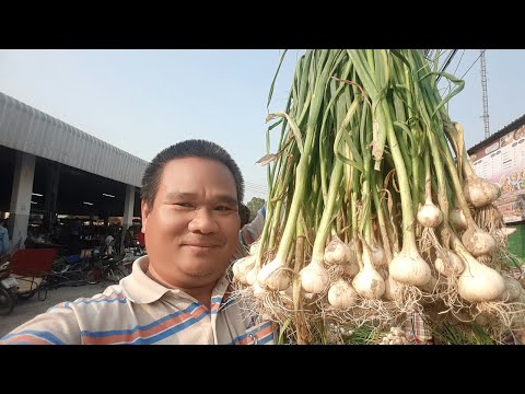 กระเทียมศรีสะเกษ ขายกระเทียมศรีสะเกษ ขายกระเทียมศรีสะเกษราคาถูก Garlic of Sisaket Thailand