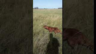 Setter Irlandes Del Peuma - Guia Sobre Perdiz Argentina - Mia Via 9 3 2019