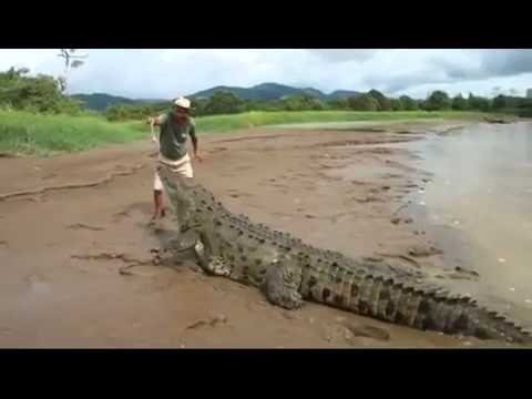crocodilo crocodile ataca homem attacks man