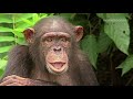 The Real Planet Of The Apes Documentary The Real Planet Of The Apes Documentary