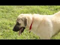 turkish shepherd dog