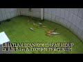 image Nitrobacter Menghilangkan Bau Kolam Ikan Dalam 4 Jam Tanpa Ganti Air Tanpa Filter Selamanya