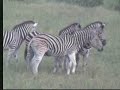 Zebra's Romping Around & One With A Large Gash