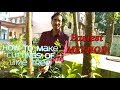 Grow Direct Cuttings of LIME / LEMON Tree and See the RESULTS !