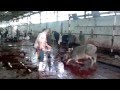 صبح صبح يا عم الحاج 2.flv