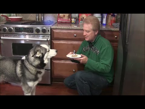 Review Hypoallergenic Cake Recipe For Dogs