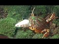 PACMAN FROG EATS A BIG MOUSE - SLOW MOTION
