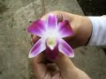 Видео www.roza5let.ru Живые цветы в стекле, вакуум! 8(926)382-50-05