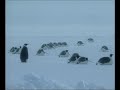 Emperor Penguin -- Long Winter Wait