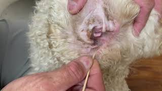 How To Collect A Sample Ear Swab - Dog