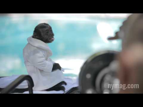 Crystal the Monkey of ‘Animal Practice’ Poses for ‘New…